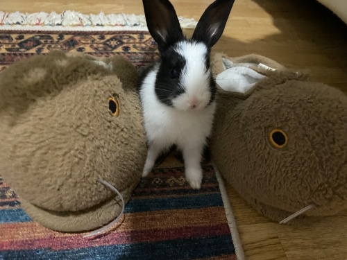 Yavru tavşana mutlu bir yuva aranıyor fotoğraf