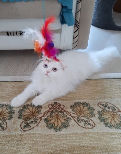 Ömürlük yuva arıyor fotoğraf