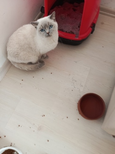 Ömürlük yuva arıyor fotoğraf