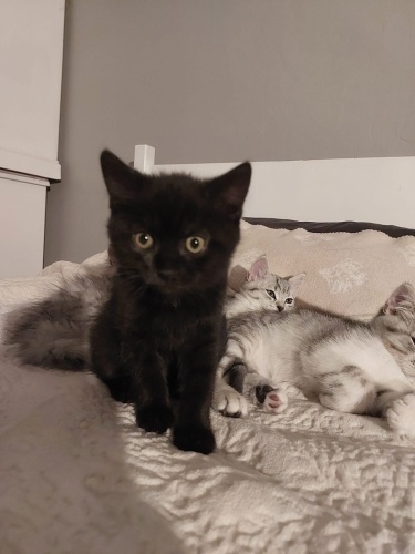 3 Aylık Siyah Yavru – Ömürlük Yuva Arıyor fotoğraf