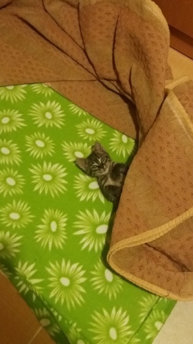 1.5 Aylık Miniğimize yuva arıyoruz fotoğraf