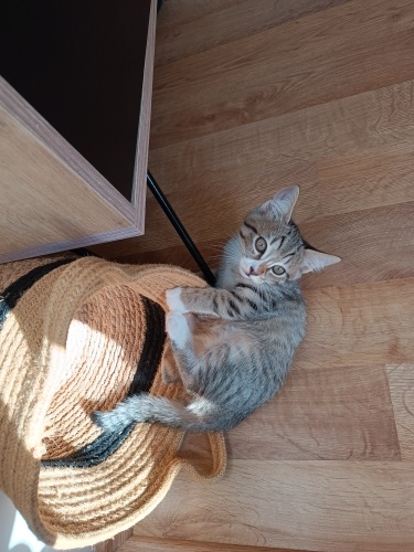 Annesi British olan dünyalar güzeli bir kız fotoğraf