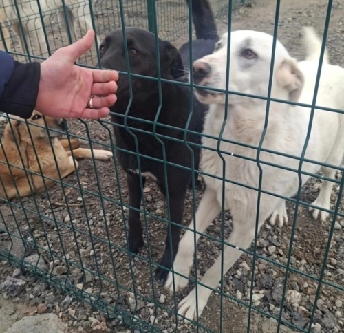 Mia yuva arıyor fotoğraf