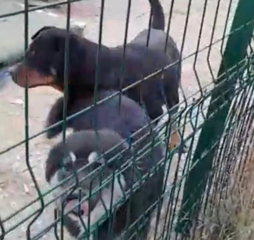 Mişa yuva arıyor fotoğraf