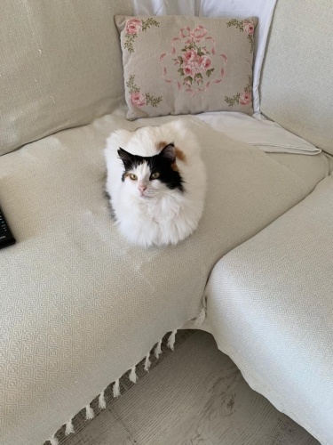 Sağır yavruya yuva fotoğraf