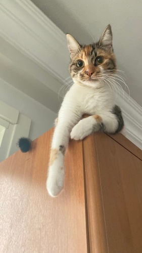 Badem Gözlü Kızımıza Yuva fotoğraf