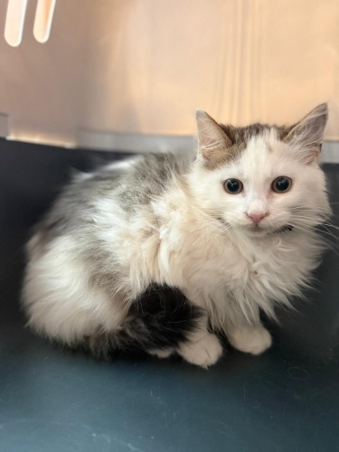 SERA YUVA ARIYOR fotoğraf