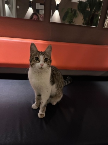 Pırıl ömürlük yuvasını arıyor fotoğraf