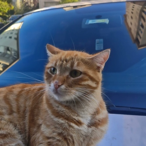 DİŞİ SARMANA ACİL YUVA fotoğraf