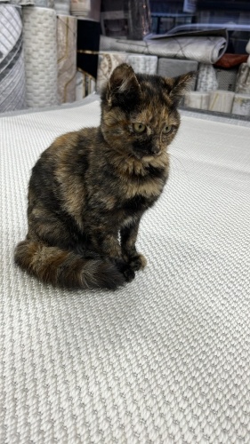 Şans kedisi tortoisse shell prenses ömürlük yuvasını arıyor fotoğraf