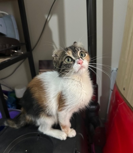 4 aylık Sevimli bebekler yuva arıyor. fotoğraf