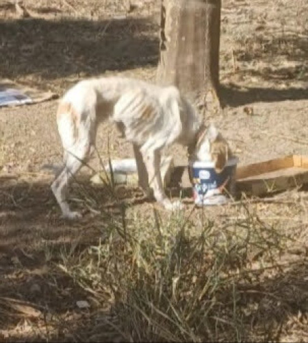 Kanatsız melek Kaju fotoğraf