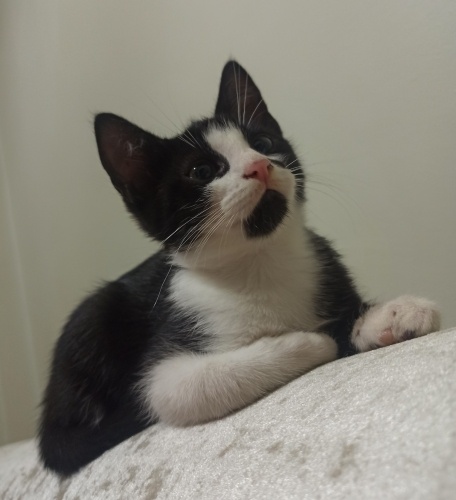 Zeytin aile arıyor 3 Aylık fotoğraf