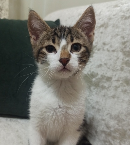 Patron aile arıyor 3 Aylık fotoğraf