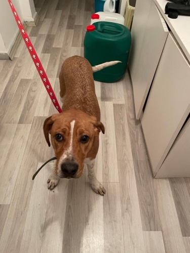 Erkek kısır değil uysal fotoğraf