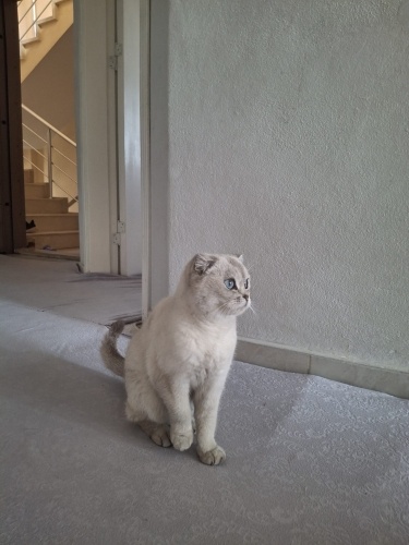 Ömürlük Yuva Arıyoruz fotoğraf