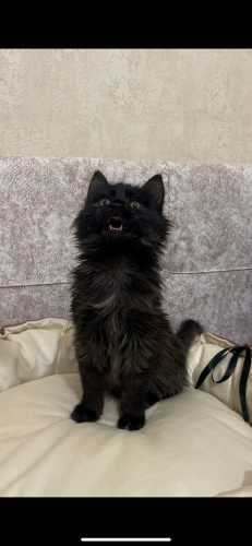 Cadı'ya yuva ACİL fotoğraf