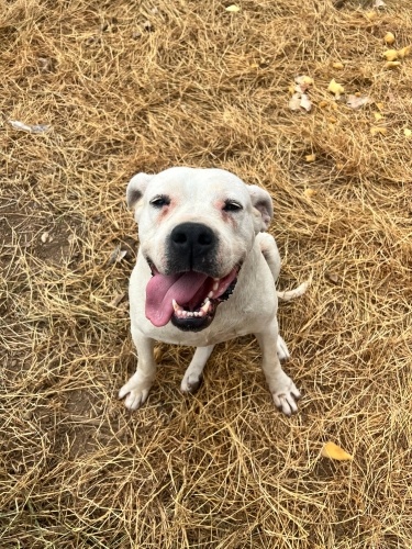 ORMANA BAĞLAYIP GİTMİŞ SAHİBİ YEM OLSUN DİYE! fotoğraf