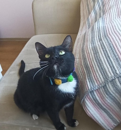 Kara kizimiz yuva ariyor 🧸 fotoğraf