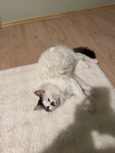 Açıklamayı okuyunuz fotoğraf