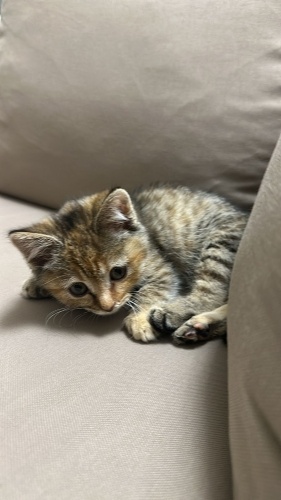 Minik tekirdağ yuva arıyoruz fotoğraf