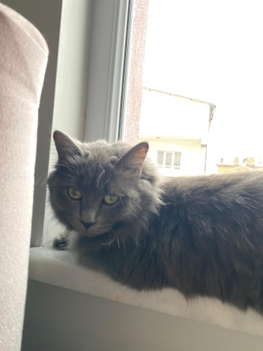 Ömürlük Yuva arıyoruz fotoğraf