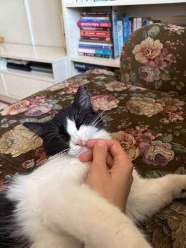 Felix yuvasını arıyor fotoğraf