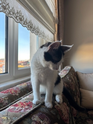 Pişmaniye Yuvasını Arıyor fotoğraf