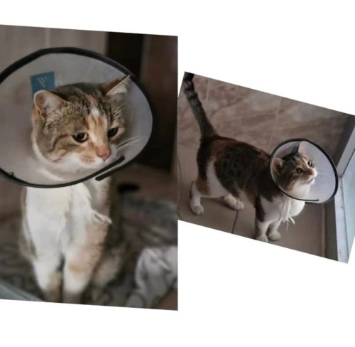 Leyla yuva arıyor fotoğraf