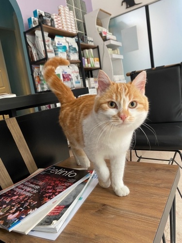 PİŞİ YUVA ARIYOR ❤️ fotoğraf