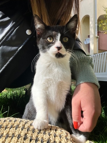 OREO YUVA ARIYOR ❤️ fotoğraf