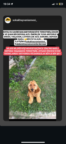 Cocer kopek genc fotoğraf