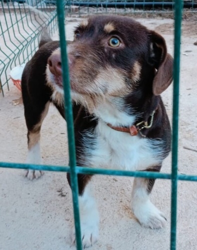 Barak av köpeği Yuva arıyorum fotoğraf