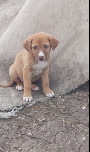 Acil yuva aranıyor fotoğraf