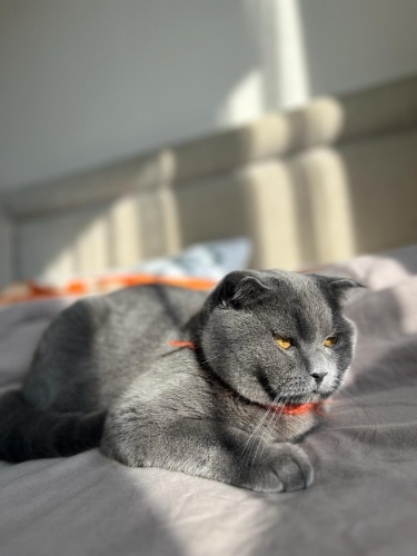 British Shorthair Kedimi Ücretsiz Sahiplendiriyorum fotoğraf