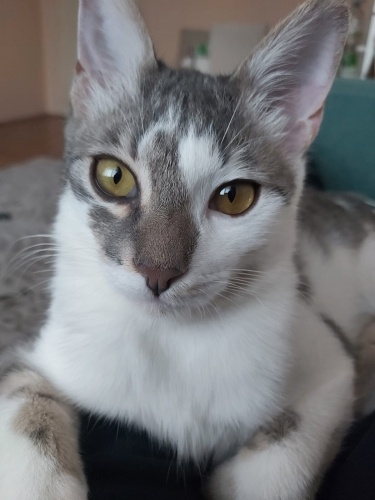 Şans bebek ömürlük yuvasını arıyor fotoğraf