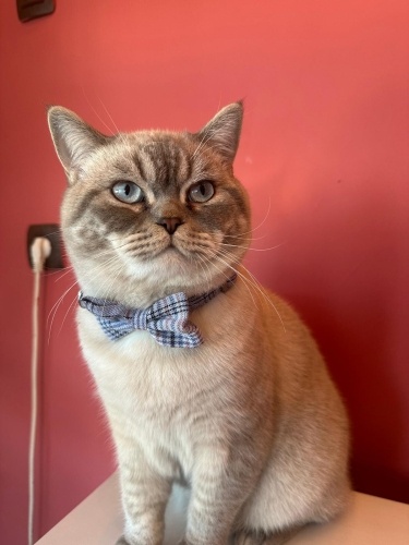 Oğlum Riva yeni sahibini arıyor fotoğraf