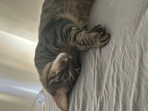 Leo yeni yuva ariyor fotoğraf