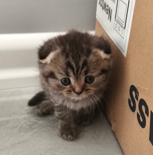 Asil oyuncu yavru cins kedi fotoğraf