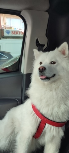 Sadece Bahçeli bir eve ücretsiz sahiplendirilecektir fotoğraf