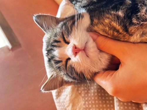 Köfteye yuva lütfen fotoğraf