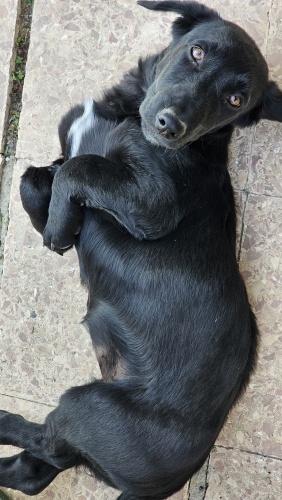 Yavru labrador kırması çocuklara ömürlük yuvalarını arıyoruz, ücretsiz sahiplen fotoğraf