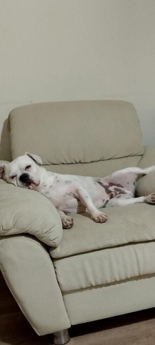 AŞILI, ÇİPLİ FRANSIZ BULLDOG fotoğraf