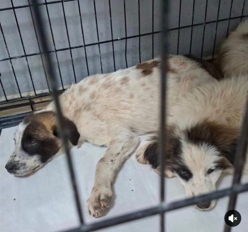 Cins kırması köpeklere yuva aranıyor fotoğraf