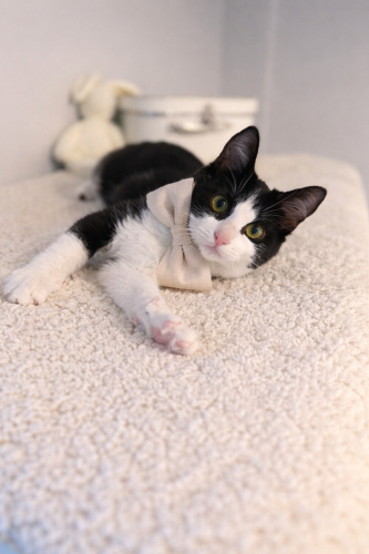 ORKO YUVA ARIYOR fotoğraf