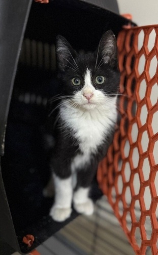 RİVA YUVA ARIYOR fotoğraf