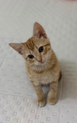 Sevimli kızımıza ömürlük yuva fotoğraf