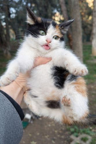 BELLA YUVA ARIYOR fotoğraf