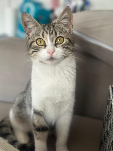 Narin ömürlük yuvasını arıyor fotoğraf