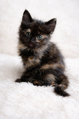 EVA YUVA ARIYOR fotoğraf